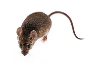 Rodent Proofing | Attic Cleaning Orange, CA
