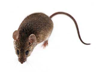 Rodent Proofing Services | Attic Cleaning Orange, CA Rodent Proofing Services | Attic Cleaning Orange, CA